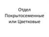 Отдел Покрытосеменные, или Цветковые