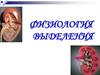 Физиология выделения. Органы выделения