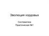 Эволюция хордовых. Систематика