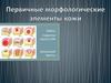 Первичные морфологические элементы кожи