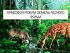 Правовой режим земель лесного фонда