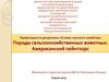 Породы сельскохозяйственных животных. Американский пейнтхорс
