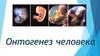 Онтогенез человека