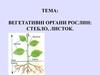 Вегетативні органи рослин: стебло, листок