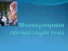 Молекулярная организация гена