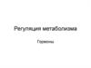 Регуляция метаболизма. Гормоны