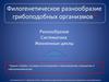 Филогенетическое разнообразие грибоподобных организмов. Разнообразие. Систематика. Жизненные циклы