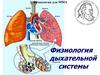 Физиология дыхательной системы