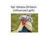 Құс тұмауы (Grippus /influenzae/ galli)