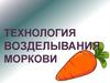 Технология возделывания моркови