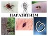 Паразитизм. Паразиты человека и животных
