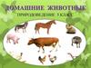 Домашние животные