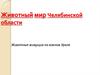 Животный мир Челябинской области