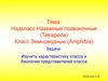 Надкласс Наземные позвоночные (Tetrapoda). Класс Земноводные (Amphibia)