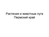 Растения и животные луга. Пермский край
