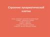 Строение эукариотической клетки