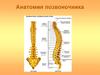 Анатомия позвоночника