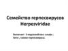 Семейство герпесвирусов Herpesviridae