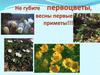 Не губите первоцветы, весны первые приметы
