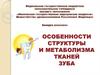Особенности структуры и метаболизма тканей зуба