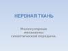 Нервная ткань. Молекулярные механизмы синаптической передачи