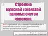 Строение и функции мужской и женской половых систем человека