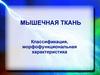 Мышечная ткань. Классификация, морфофункциональная характеристика