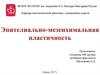 Эпителиально-мезенхимальная пластичность