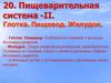 Пищеварительная система - II. Глотка. Пищевод. Желудок