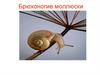 Брюхоногие моллюски