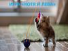 Игра «Котя и Лева»