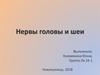Нервы головы и шеи