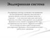 Эндокринная система человека. Гормоны