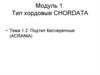 Тип хордовые. Подтип Бесчерепные