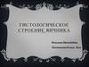 Гистологическое строение яичника