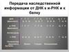 Передача наследственной информации от ДНК к и-РНК и к белку