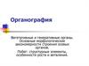 Органография. Вегетативные и генеративные органы