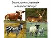 Эволюция копытных млекопитающих