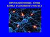 Проекционные зоны коры головного мозга