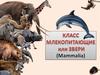 Класс млекопитающие