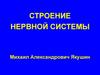 Строение нервной системы