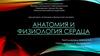 Анатомия и физиология сердца