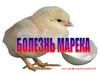 Болезнь Марека