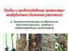 Биоэкологические особенности грибов и грибоподобных организмов. (Лекция 4)