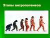 Этапы антропогенеза