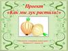 Проект «Как мы лук растили»