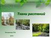 Ткани растений