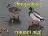 Осторожно, тонкий лёд