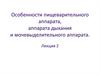 Особенности пищеварительного аппарата, аппарата дыхания и мочевыделительного аппарата