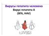 Вирус гепатита А (ВГА, HAV)